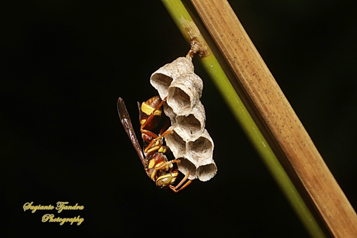 Paper wasp, family Vespidae  Geotagged,Indonesia,Summer