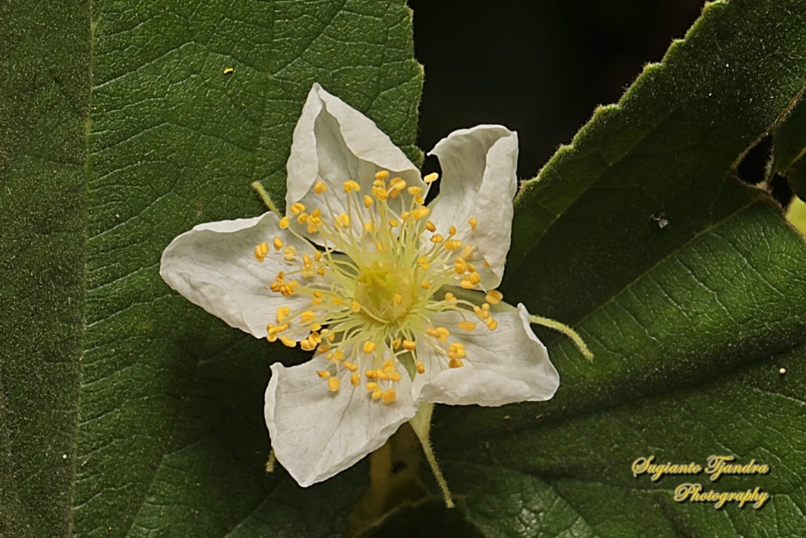 Kersen, Muntingia flower, Muntingia calabura, Family Muntingiaceae6U8A8456_020222  Geotagged,Indonesia,Muntingia,Muntingia calabura,Summer