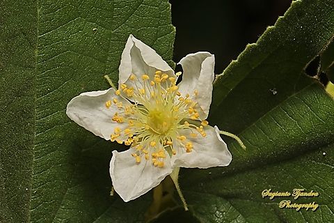 Kersen, Muntingia flower, Muntingia calabura, Family Muntingiaceae6U8A8456_020222  Geotagged,Indonesia,Muntingia,Muntingia calabura,Summer