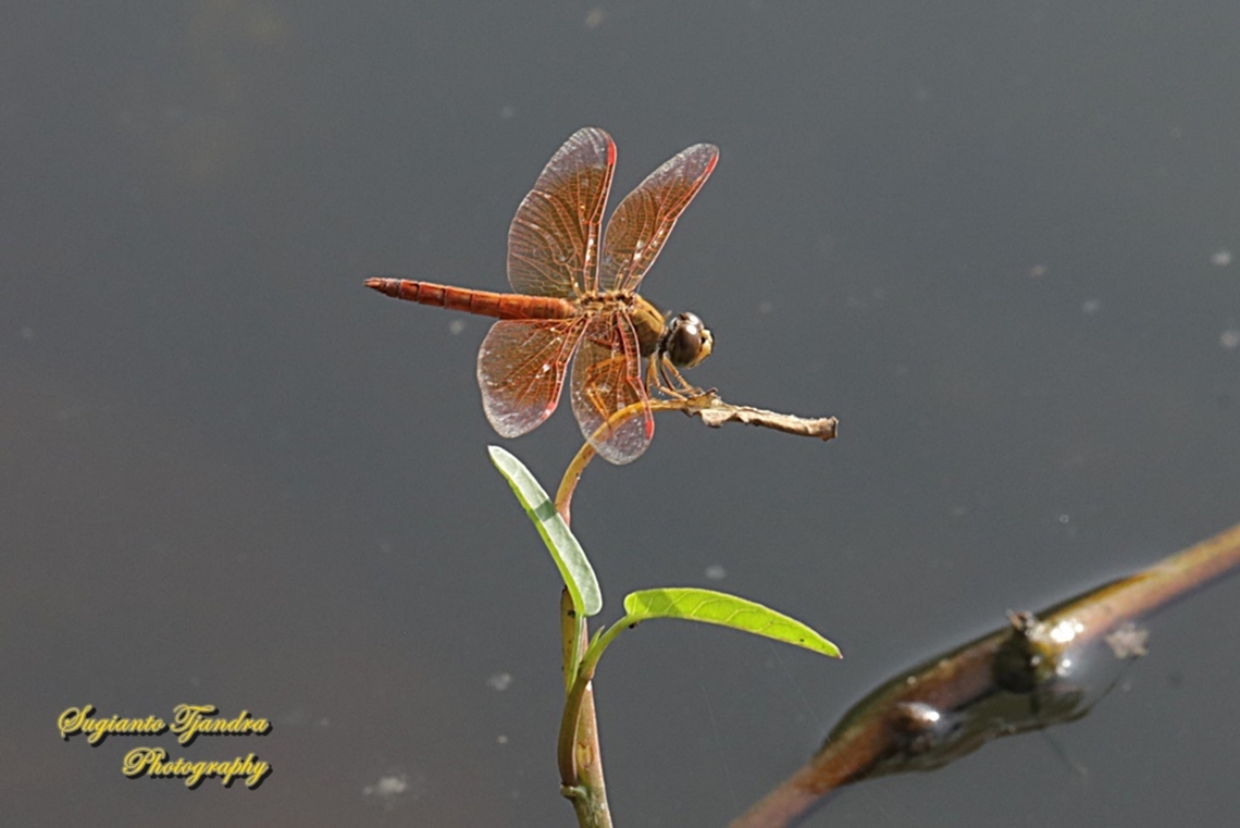 Ditch jewel, Brachythemis contaminata - Male, family Libellulidae  Brachythemis contaminata,Ditch Jewel,Geotagged,Indonesia,Summer