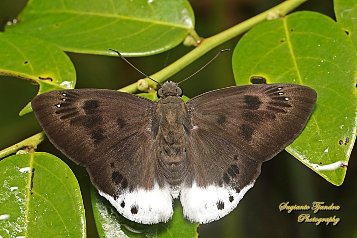 Large Snow Flat, Tagiades gana gana  Geotagged,Indonesia,Suffused snow flat,Summer,Tagiades gana