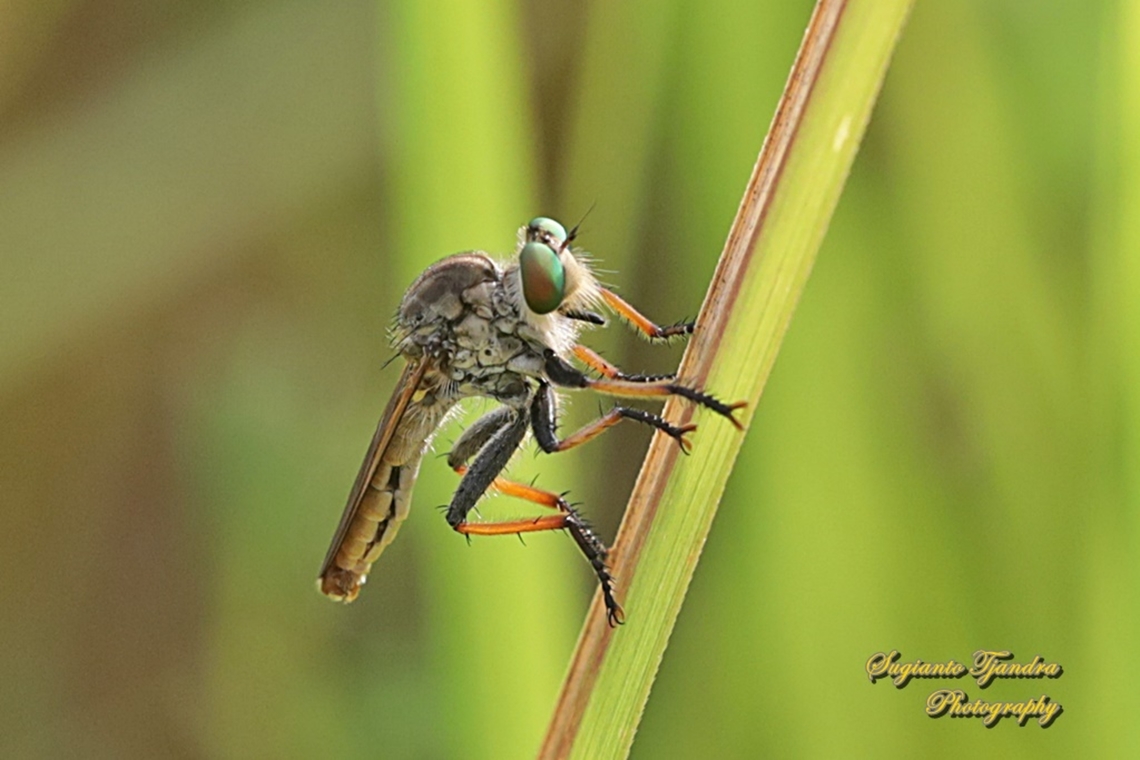 Robber fly, Asilidae  Geotagged,Indonesia,Summer,Winter