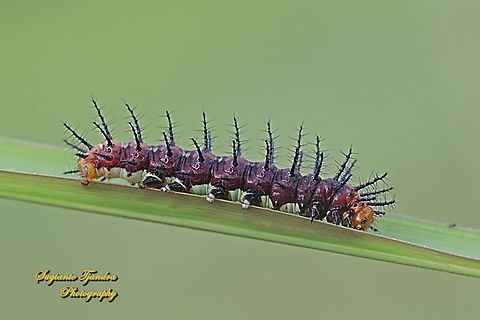 Tawny Coster Caterpillar  Acraea terpsicore,Geotagged,Indonesia,Summer,Tawny coster