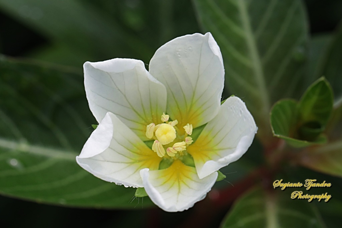 Water primrose, Ludwigia adscendens  Geotagged,Indonesia,Ludwigia  adscendens,Ludwigia adscendens,Summer