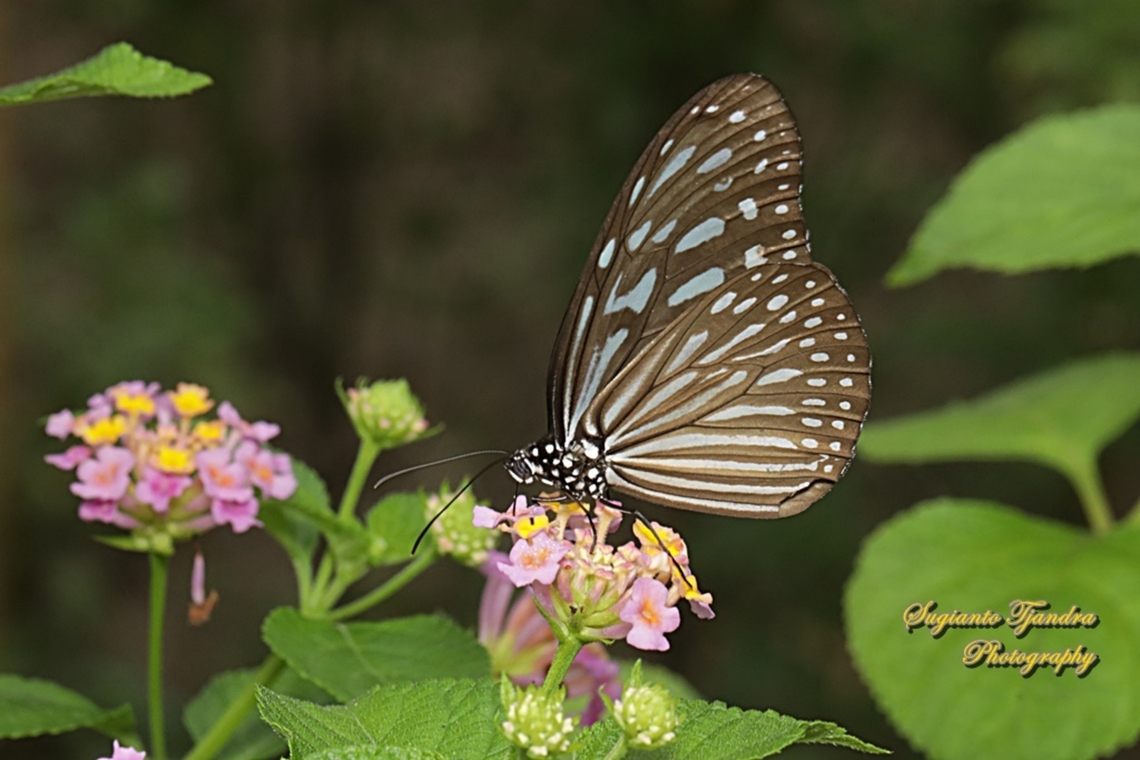 Blue Glassy Tiger Butterfly, Ideopsis vulgaris "sucking nectar on Lantana Camara flowers"  Blue Glassy Tiger,Geotagged,Ideopsis vulgaris,Indonesia,Summer