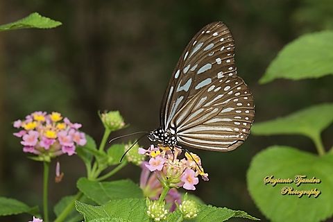 Blue Glassy Tiger Butterfly, Ideopsis vulgaris "sucking nectar on Lantana Camara flowers"  Blue Glassy Tiger,Geotagged,Ideopsis vulgaris,Indonesia,Summer