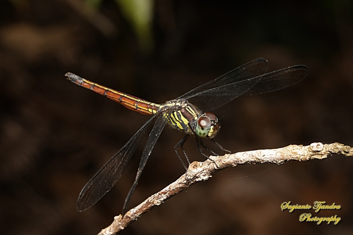 Asiatic Blood Tail, Lathrecista asiatica,  family Libellulidae  Geotagged,Indonesia,Lathrecista asiatica,Summer