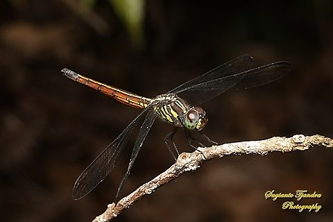 Asiatic Blood Tail, Lathrecista asiatica,  family Libellulidae  Geotagged,Indonesia,Lathrecista asiatica,Summer