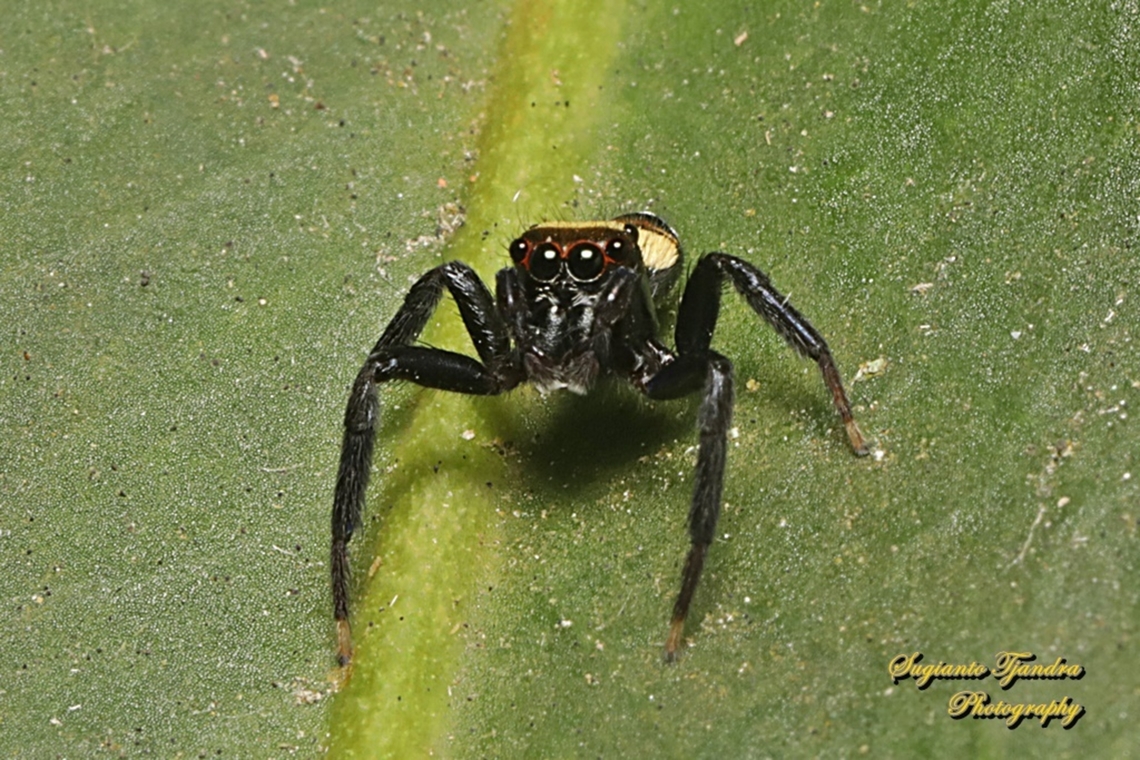 Jumping Spider, Thorelliola ensifera, family Salticidae  Geotagged,Indonesia,Summer,Sword-Bearing Thorelliola,Thorelliola ensifera