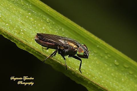 Nose fly, Rhinia apicalis, family Rhiniidae  Geotagged,Indonesia,Summer