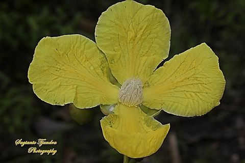 Simpoh air flower, Dillenia suffruticosa, Family Dilleniaceae  Dillenia suffruticosa,Geotagged,Indonesia,Simpoh Ayer,Summer