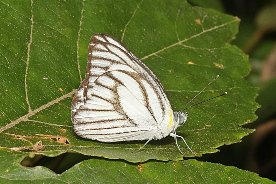 Striped Albatross Butterfly, Appias olferna olferna  Appias olferna,Eastern striped albatross,Geotagged,Indonesia,Summer