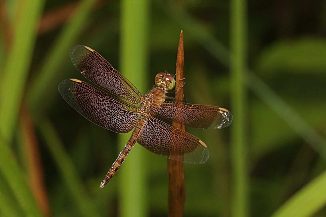 Grasshawk dragonfly, Neurothemis fluctuans - Female  Geotagged,Indonesia,Neurothemis fluctuans,Red Grasshawk,Summer