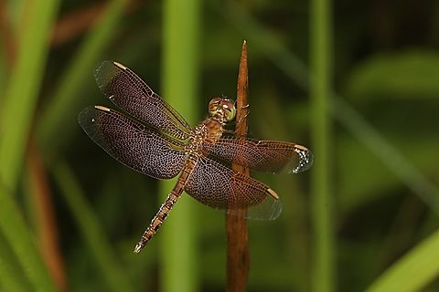 Grasshawk dragonfly, Neurothemis fluctuans - Female  Geotagged,Indonesia,Neurothemis fluctuans,Red Grasshawk,Summer