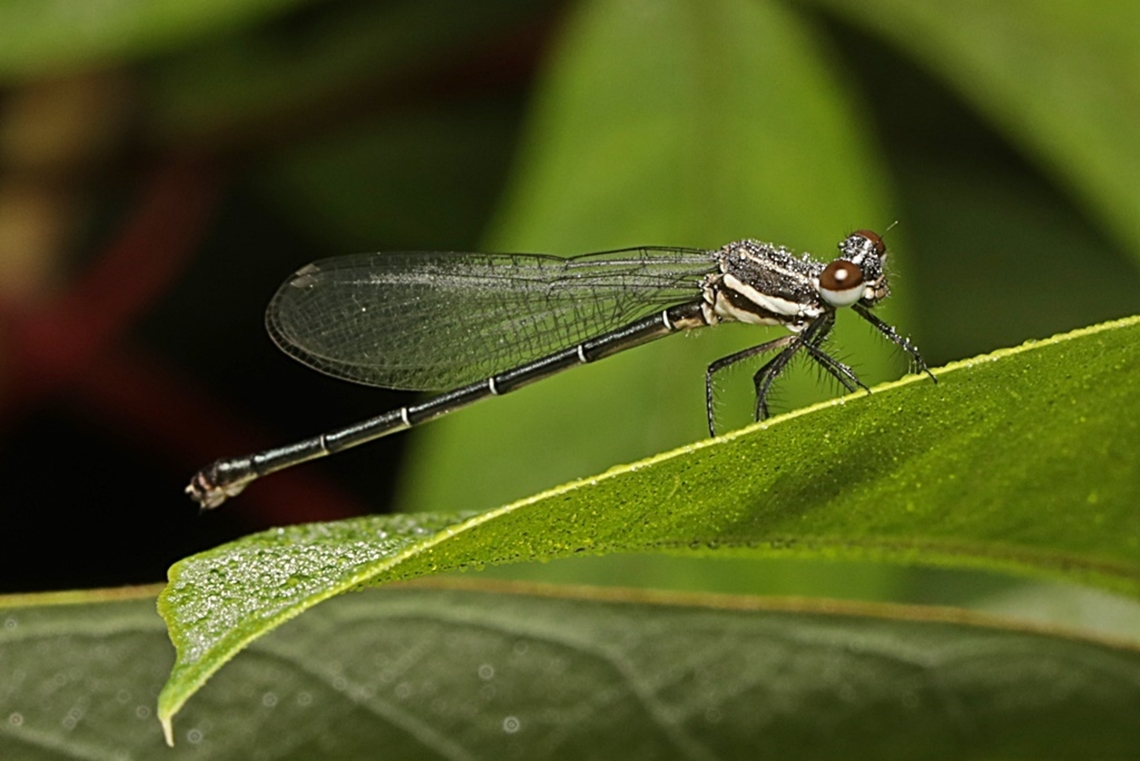 Marsh Dancer Damselfly (Onychargia atrocyana)  Geotagged,Indonesia,Marsh dancer,Onychargia atrocyana,Summer
