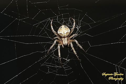 Spotted Orb-weaver, Neoscona Sp, family Araneidae  Geotagged,Indonesia,Summer