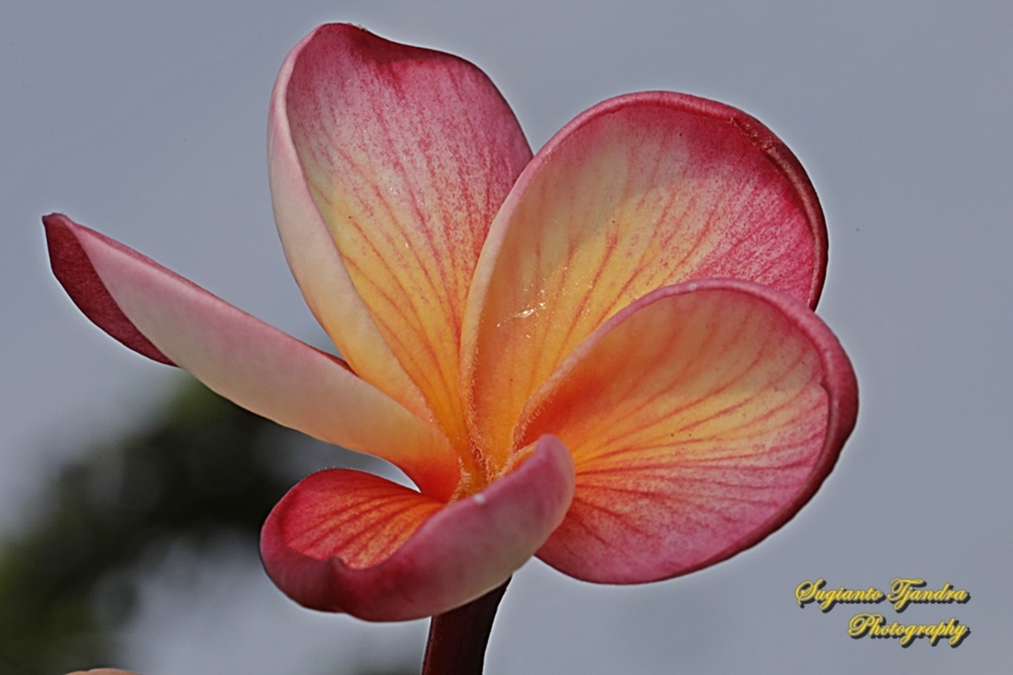 Bunga Kamboja, Plumeria rubra (family Apocynaceae)  Common frangipani,Geotagged,Indonesia,Plumeria rubra,Summer