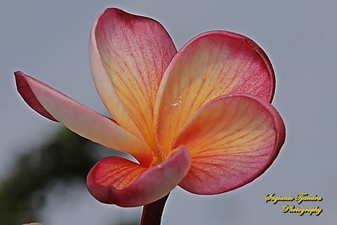 Bunga Kamboja, Plumeria rubra (family Apocynaceae)  Common frangipani,Geotagged,Indonesia,Plumeria rubra,Summer
