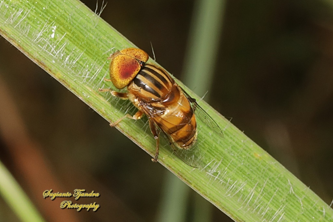 Big headed hoverfly, Eristalinus megacephalus  Eristalinus megacephalus,Geotagged,Indonesia,Summer