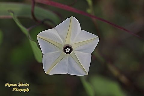Obscure morning glory flower, Ipomoea obscura  Geotagged,Indonesia,Ipomoea obscura,Obscure Morning Glory,Summer