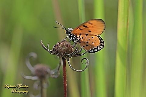 Tawny Coster Butterfly, Acraea terpsicore Linnaeus  Acraea terpsicore,Geotagged,Indonesia,Summer,Tawny coster