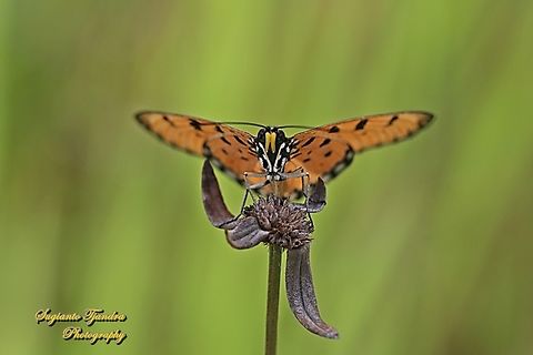 Tawny Coster Butterfly, Acraea terpsicore Linnaeus  Acraea terpsicore,Geotagged,Indonesia,Summer,Tawny coster