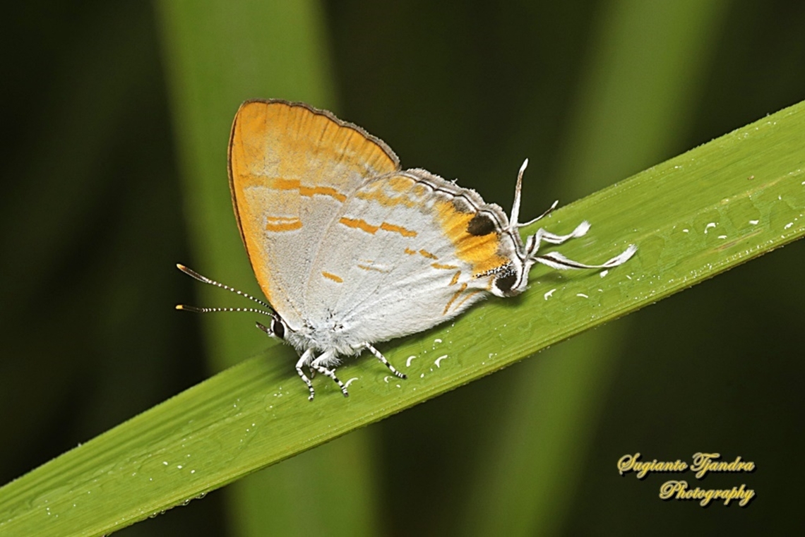 Brown Tit, Hypolycaena thecloides thecloides, family Lycaenidae  Dark Tit,Geotagged,Hypolycaena thecloides,Indonesia,Summer
