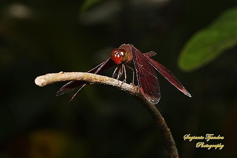 Grasshawk dragonfly, Neurothemis fluctuans  Geotagged,Indonesia,Neurothemis fluctuans,Red Grasshawk,Summer