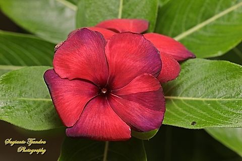 Madagascar Periwinkle, Catharanthus roseus - Red, family Apocynaceae  Catharanthus roseus,Geotagged,Indonesia,Madagascar rosy periwinkle,Summer