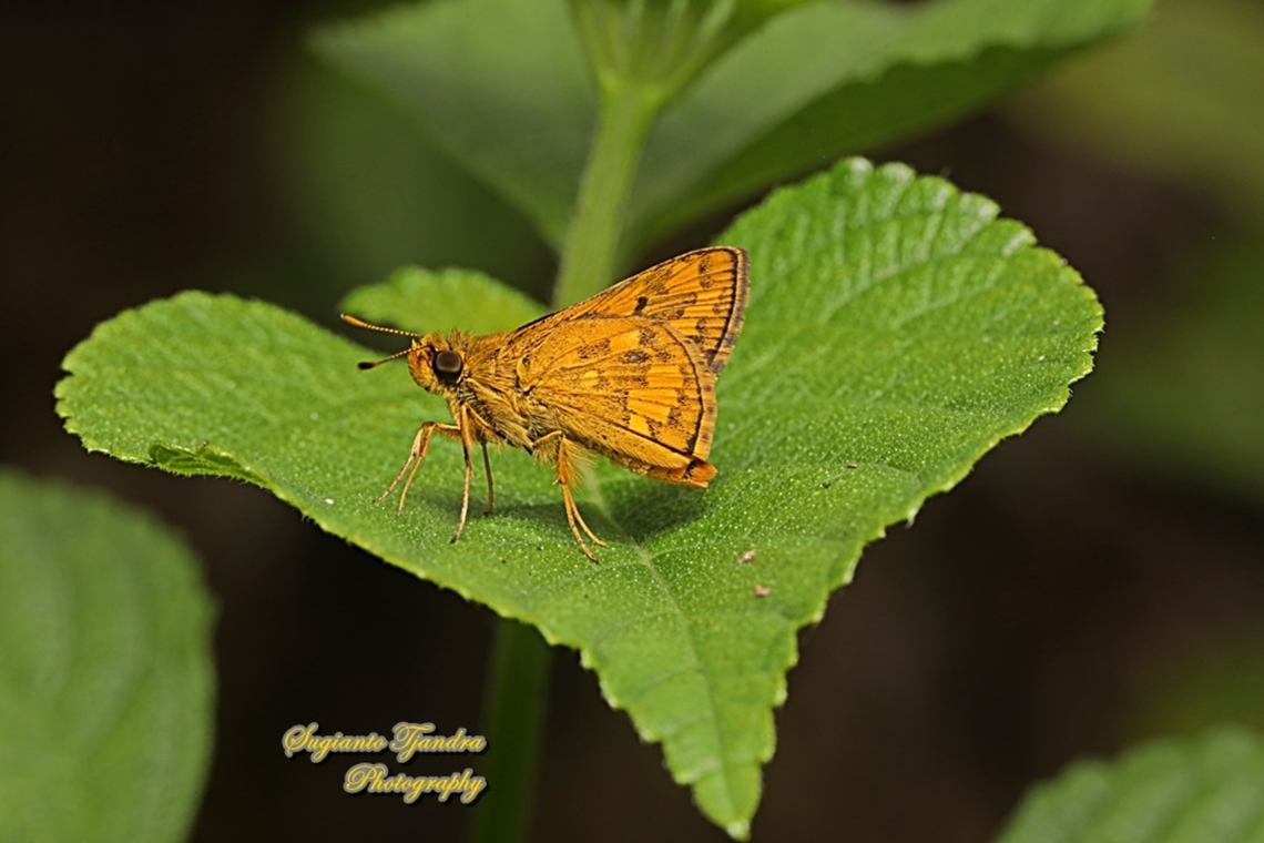 Skipper Butterfly - The Lesser Dart, Potanthus omaha  Geotagged,Indonesia,Lesser dart,Potanthus omaha,Summer