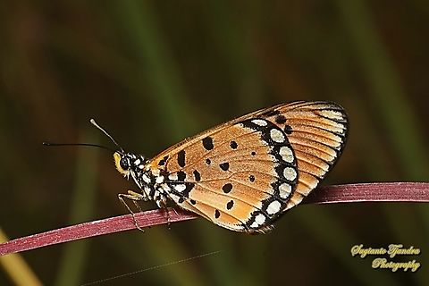Tawny Coster Butterfly, Acraea terpsicore Linnaeus  Acraea terpsicore,Geotagged,Indonesia,Summer,Tawny coster