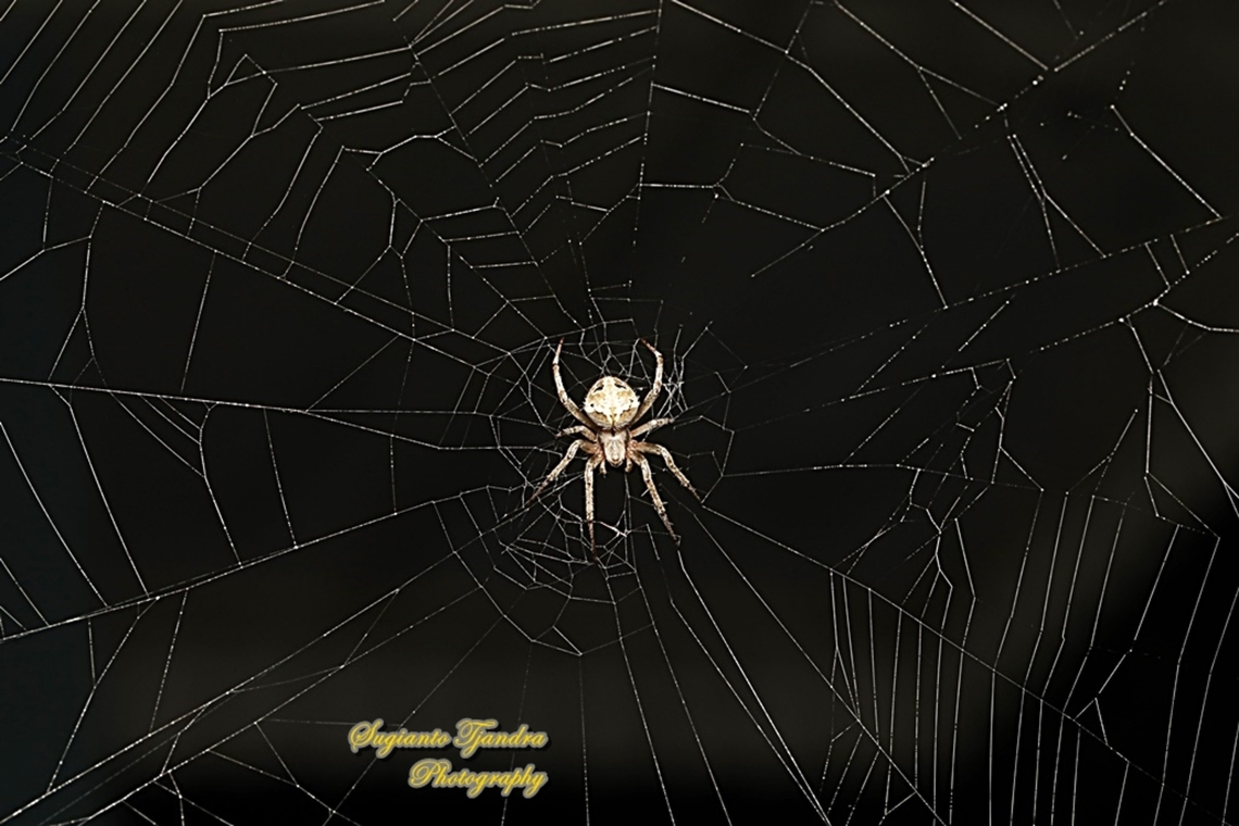 Spotted Orb-weaver, Neoscona Sp, family Araneidae  Geotagged,Indonesia,Summer