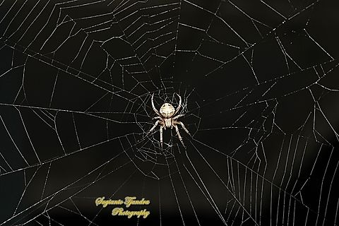Spotted Orb-weaver, Neoscona Sp, family Araneidae  Geotagged,Indonesia,Summer