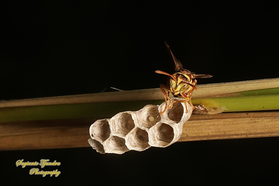 Paper wasp, Ropalidia fasciata, family Vespidae  Geotagged,Indonesia,Ropalidia fasciata,Summer