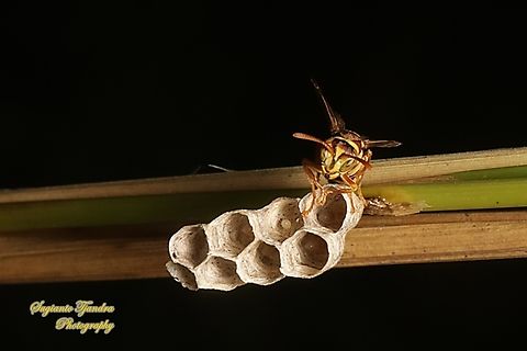 Paper wasp, Ropalidia fasciata, family Vespidae  Geotagged,Indonesia,Ropalidia fasciata,Summer