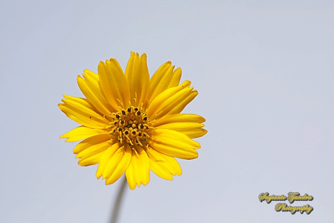 Trailing Daisy flower, Sphagneticola trilobata, family Asteraceae  Geotagged,Indonesia,Sphagneticola trilobata,Summer,Trailing Daisy