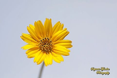 Trailing Daisy flower, Sphagneticola trilobata, family Asteraceae  Geotagged,Indonesia,Sphagneticola trilobata,Summer,Trailing Daisy