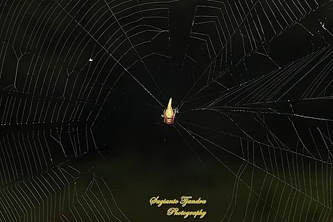 Tailed Eriovixia, Eriovixia pseudocentrodes  Eriovixia pseudocentrodes,Geotagged,Indonesia,Summer