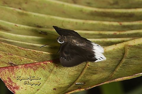 Large Snow Flat, Tagiades gana gana  Geotagged,Indonesia,Suffused snow flat,Summer,Tagiades gana
