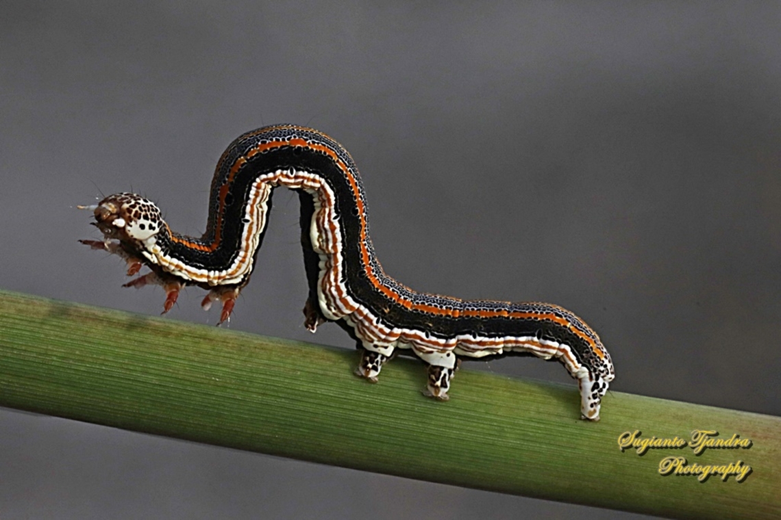 Moth Caterpillar  Geotagged,Indonesia,Summer