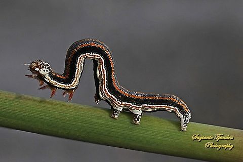Moth Caterpillar  Geotagged,Indonesia,Summer