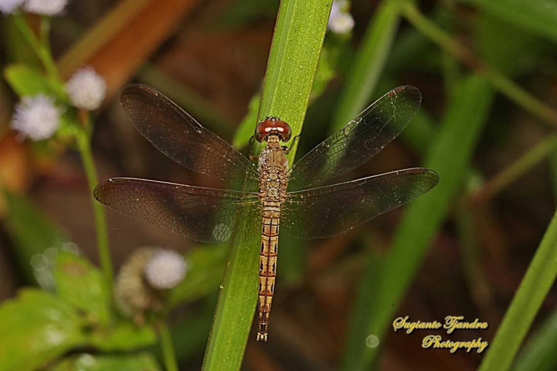 Grasshawk dragonfly, Neurothemis fluctuans - female  Geotagged,Indonesia,Neurothemis fluctuans,Red Grasshawk,Summer