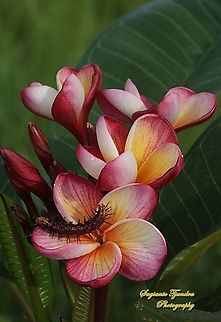 Tawny Coster Caterpillar on the Bunga Kamboja, Plumeria rubra (family Apocynaceae)  Common frangipani,Geotagged,Indonesia,Plumeria rubra,Summer