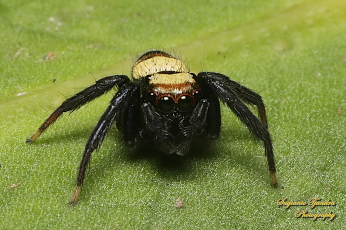 Jumping Spider, Thorelliola ensifera, family Salticidae  Geotagged,Indonesia,Summer,Sword-Bearing Thorelliola,Thorelliola ensifera,Winter
