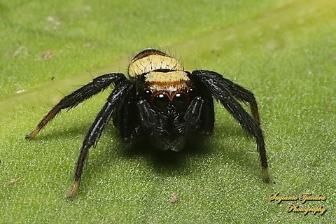 Jumping Spider, Thorelliola ensifera, family Salticidae  Geotagged,Indonesia,Summer,Sword-Bearing Thorelliola,Thorelliola ensifera,Winter