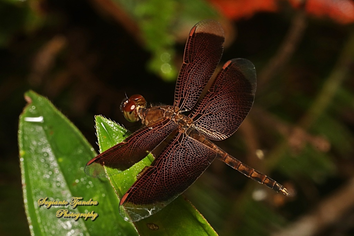 Red Grasshawk Dragonfly, Neurothemis fluctuans  Geotagged,Indonesia,Neurothemis fluctuans,Red Grasshawk,Summer