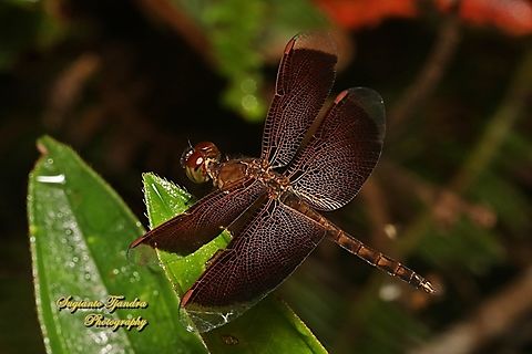 Red Grasshawk Dragonfly, Neurothemis fluctuans  Geotagged,Indonesia,Neurothemis fluctuans,Red Grasshawk,Summer