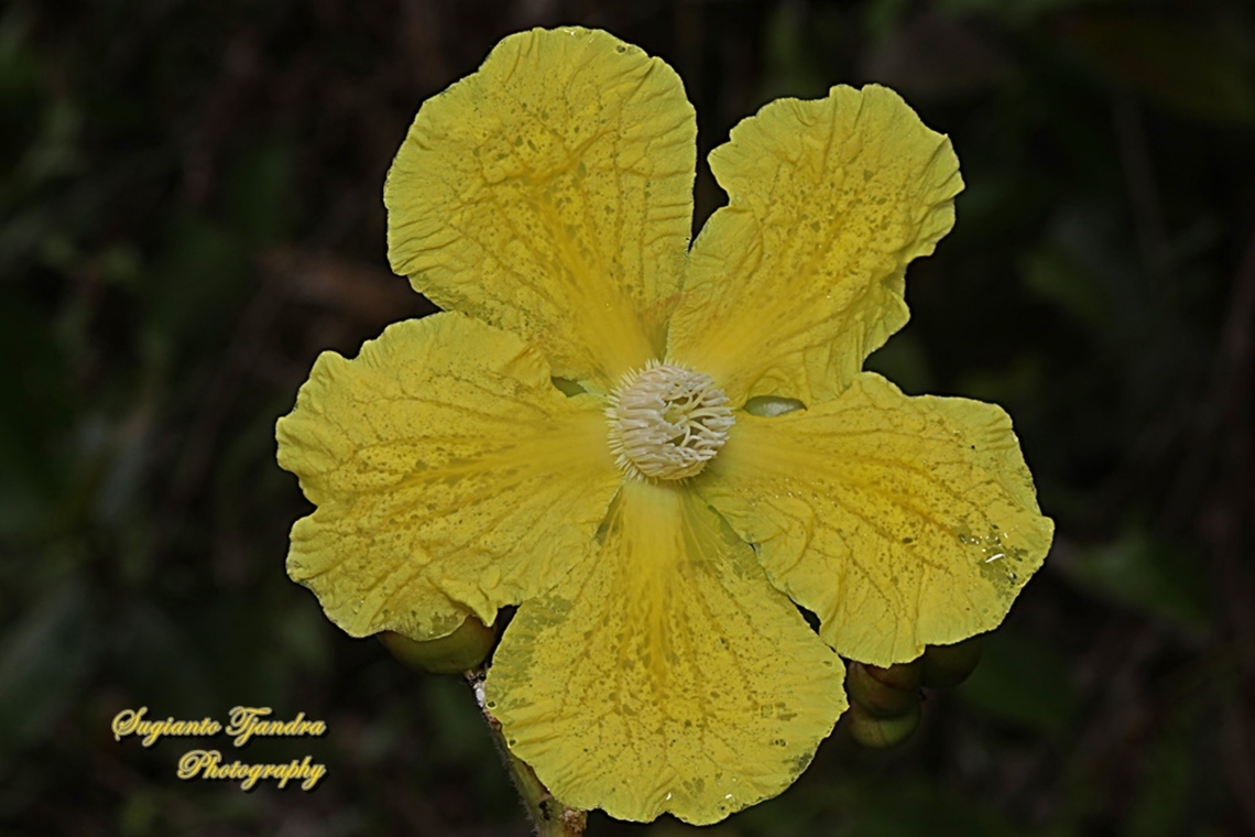 Simpoh air flower, Dillenia suffruticosa, Family Dilleniaceae  Dillenia suffruticosa,Geotagged,Indonesia,Simpoh Ayer,Summer