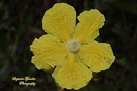 Simpoh air flower, Dillenia suffruticosa, Family Dilleniaceae  Dillenia suffruticosa,Geotagged,Indonesia,Simpoh Ayer,Summer
