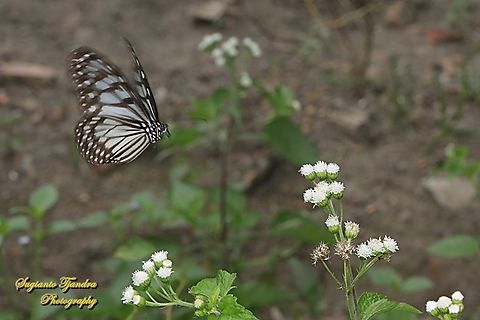 Blue Glassy Tiger Butterfly, Ideopsis vulgaris "flying on to Chickweed flowers"  Blue Glassy Tiger,Geotagged,Ideopsis vulgaris,Indonesia,Summer